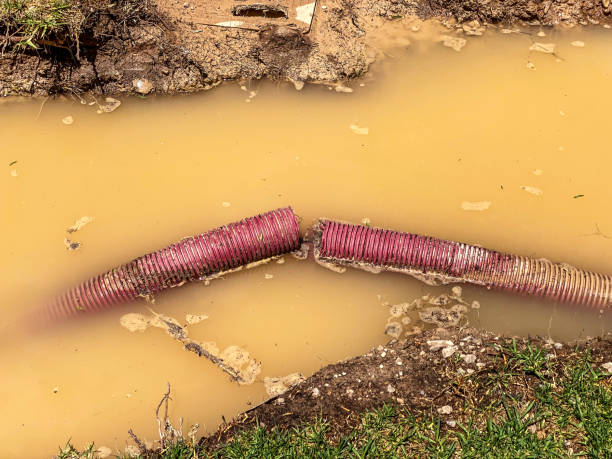 Best Mold removal after water damage  in Waverly, MI